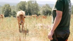 Una vaca infectada de EHE en una explotacin de Xunqueira de Espanadeno