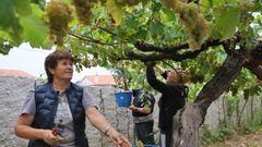 Un grupo de personas vendimiando en una finca en Castrelo (Cambados)