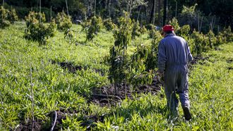 Una manada de jabales caus daos en parte del cultivo de aguacates de Luis Trillo en Noia.