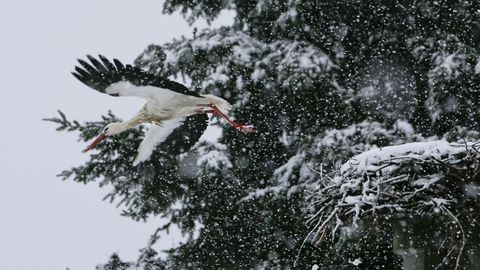 Cigea bajo la nieve