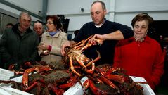 Apertura de la veda de la centolla