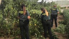 Piden auxilio a la Guardia Civil para que no les roben una plantaci�n de marihuana en Cambados