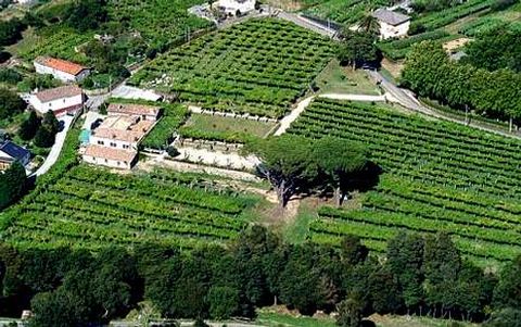 <span lang= es-es >Cuatro hect�reas en el coraz�n rosaleiro</span>. Quinta de Couselo, de gran tradici�n familiar, produce entre 50.000 y 80.000 litros al a�o en sus tres hect�reas de vi�edos y tiene un pazo del a�o 1800.