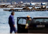 La pr�ctica totalidad de las bateas de la r�a est�n ya libres de toxina. 