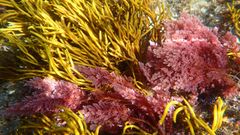 Ejemplar de la macroalga Asparagopsis taxiformis detectada en las costas de Galicia