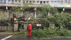 Este fue el momento en el que cay� el �rbol en Vilagarc�a
