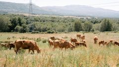 Imagen de archivo de unas vacas en la provincia de Ourense