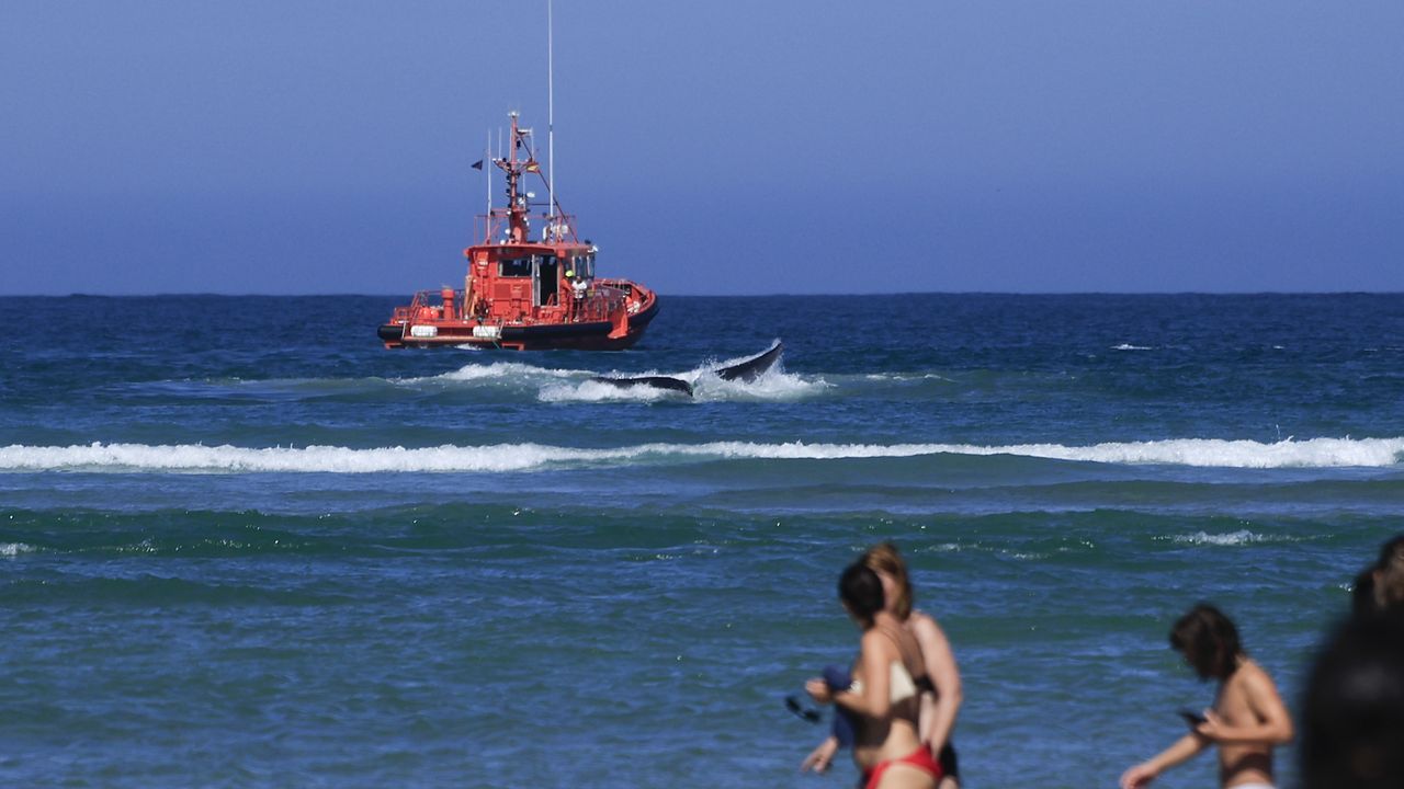 Reflota el cuerpo de la ballena varada en Arteixo el lunes y Salvamento la arrastra mar adentro