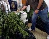 <span lang= es-es >La anterior incautaci�n</span>. Antes del hallazgo accidental de Acea Nova, la anterior incautaci�n de una cantidad significativa de cannabis en Monforte fue en septiembre del 2011 en la calle Mor�n. En la foto, un polic�a con las 49 plantas incautadas. 