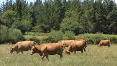 El ganado vacuno de carne est muy presente en diversas comarcas de Lugo y de Ourense. 