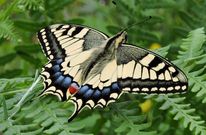 El ciclo vital de la Papilio machaon se acabar� a finales del presente mes de agosto. 
