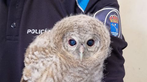 El animal fue encontrado bajo un veh�culo en el parque de San Francisco