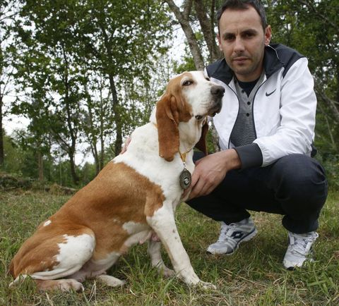 «Tora» es una sabueso español de ocho años que rastrea jabalíes con una efectividad del 90 %.