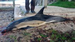Imagen de un delf�n que muri� varado entre las piedras en la costa asturiana.Imagen de un delf�n que muri� varado entre las piedras en la costa asturiana