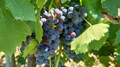 Los racimos tienen mayor desarrollo en las zonas en las que las �ltimas tormentas dejaron lluvias