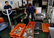 El goteo de marineros que se han tenido que ir a vender a Vigo ha sido constante. 