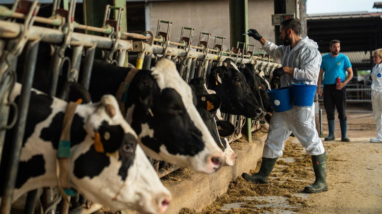 La Agencia Europea del Medicamento recomienda autorizar una vacuna contra la dermatosis nodular