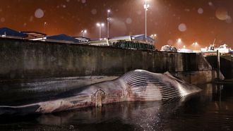 El cuerpo del cet�ceo muerto en la costa coru�esa mide 21 metros de longitud