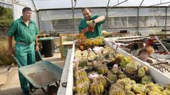 En el invernadero ecolgico de la asociacin Ambar, los usuarios plantan todo tipo de vegetales