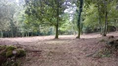 Parcela forestal desbrozada en Cotobade como parte del plan de prevenci�n de incendios