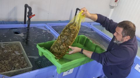 Zamburi�a en la lonja de la Cofrad�a de Pescadores de Ferrol, al final de la pasada campa�a.