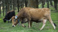 Vacas de una raza aut�ctona, en una imagen de archivo