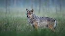 Un ejemplar de lobo.