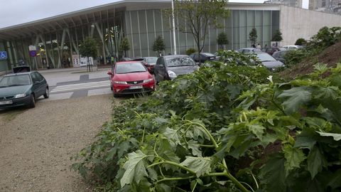 Planta de la escopolamina o burundanga, usada para anular la voluntad de las v�ctimas en casos de agresiones sexuales y robos
