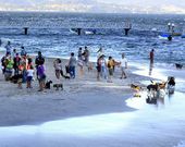 La playa de Toralla fue autorizada el a�o pasado como arenal para ir con perros.
