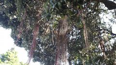 �Salieron de Galicia los descubridores de Nueva Zelanda?