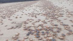 Varamiento masivo de patoxos en las playas de la Illa de Ons