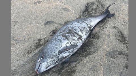 Marsopa subadulta hallada en Navia