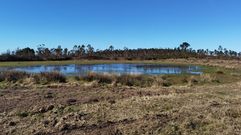 Critican una presunta plantaci�n de eucaliptos junto a la laguna de Zo, en Cuntis