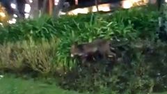 Un zorro se pasea por Ra��a Victoria
