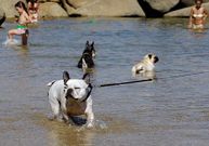 Una tarde cualquiera, la playa de Os Padroneses est� vac�a, mientras en la de O Espi�o decenas de canes chapotean alegremente. 