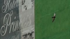 Estorninos y otras especes, como los aviones y vencejos, vuelan ya por el centro de Ourense