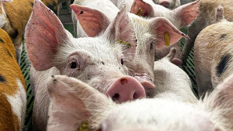 El precio del porcino ha cado en 21,4 cntimos el kilo desde que apareci la peste porcina africana en Catalua