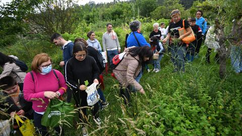 Vecios de Poio recogen hierbas de San Xon