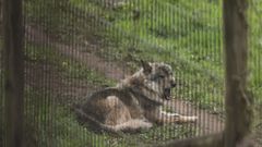 Imagen deun lobo en el cercado de la Casa del Lobo de Belmonte de Miranda (Asturias)