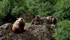 Una osa con sus oseznos en Os Ancares, en una imagen tomada en el 2010.