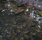 Truchas muertas, el pasado jueves, en Ribas Altas.