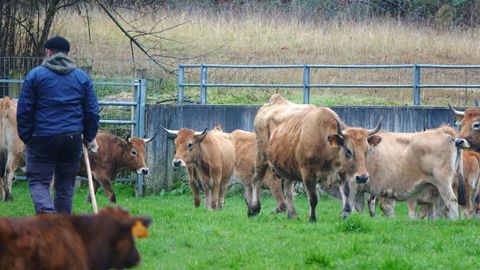 ganader�a en Asturias