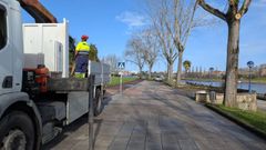 Operarios revisando los �rboles del paseo mar�timo de Culleredo.