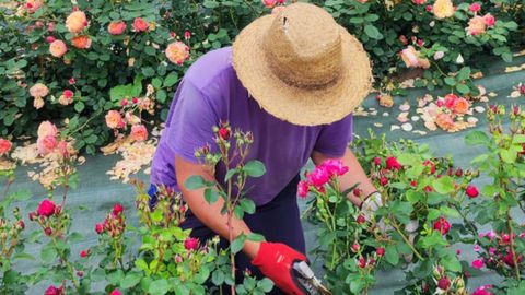 Germn Montoya, copropietario de La Flor del Agua, podando algunas plantas de rosa en su finca de Trubia.