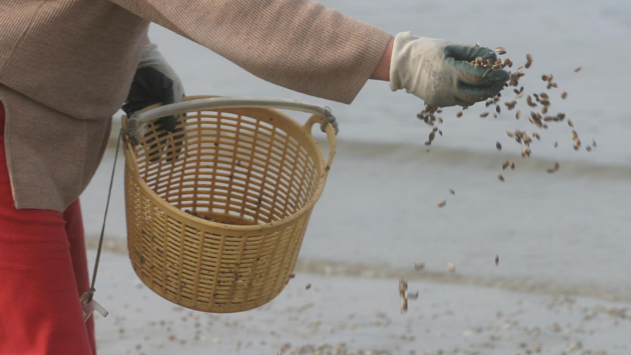 La Xunta recibió en un mes 61 peticiones de ayuda para sembrar bivalvo en las rías