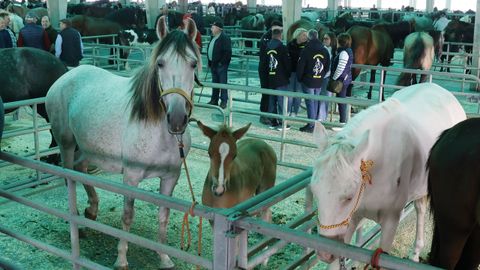 Exposicin de caballos en la feria de Castro