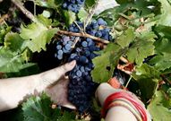 De menc�a se vendimiaron hasta ahora 1.901.000 kilos.