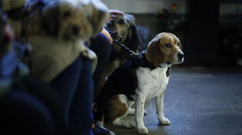 MISA Y BENDICIN DE LAS MASCOTAS CON MOTIVO DEL SAN ANTONIO EN LA IGLESIA DE LA ORDEN TERCERA