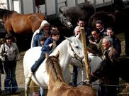 La feria equina padronesa atrae a cientos de personas.