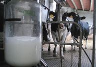 Los ganaderos se quejan del precio de la leche.